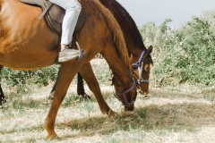 Horseback Riding Podstrana